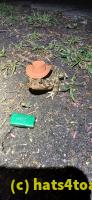 /home//u458753944/public_html/sourcegallery//////Roxborough Toad Detour/2025/2025-04-26/20250426_205137.jpg